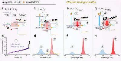 Electron transport paths in QD-EL devices, Southern University of Science and Technology